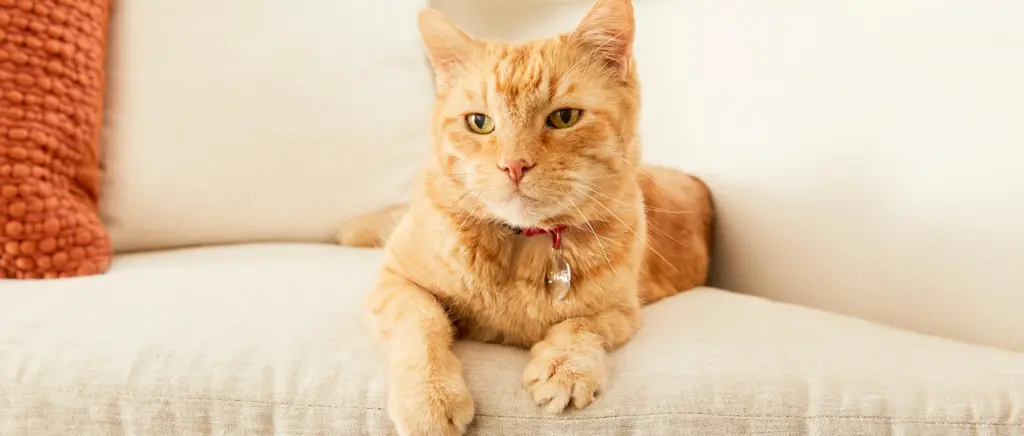 Morris the Cat sitting on a couch