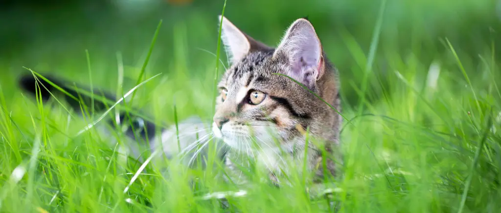 A tabby cat laying in grass